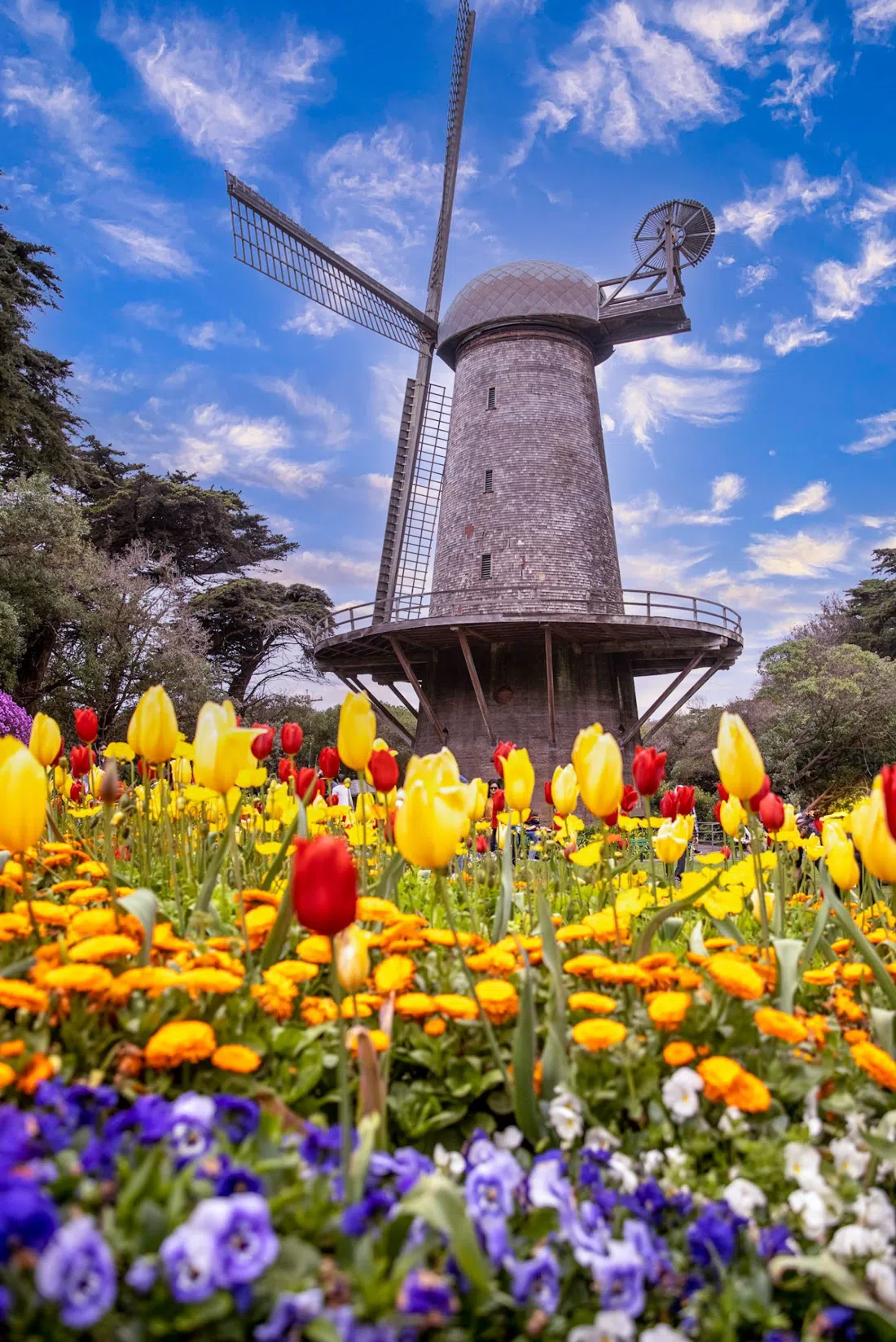 Dutch Windmill & Queen Wilhelmina Tulip Garden, San Francisco