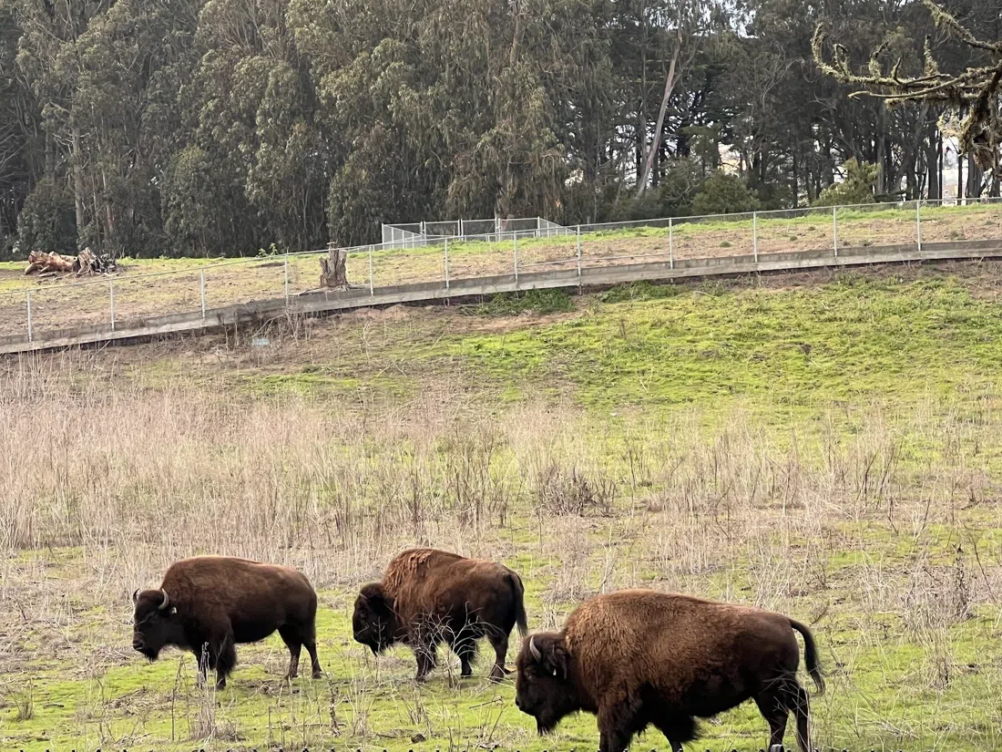 Bison Paddock, San Francisco