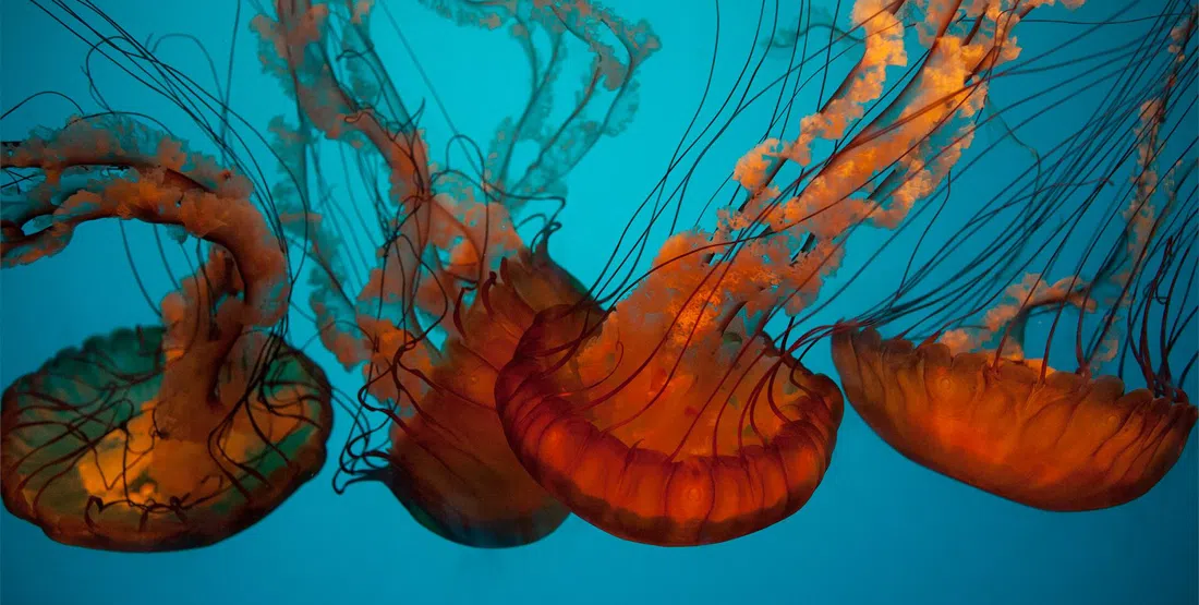 California Academy of Sciences, San Francisco
